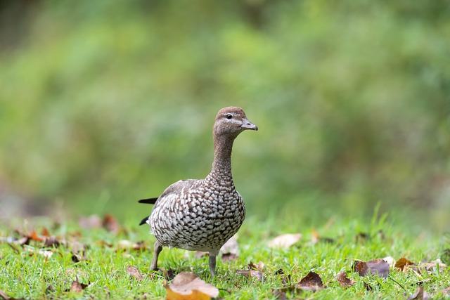 Australian online casino reviews