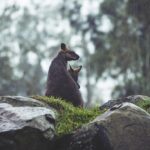 Unveiling Australia’s Best Online Casino Experiences