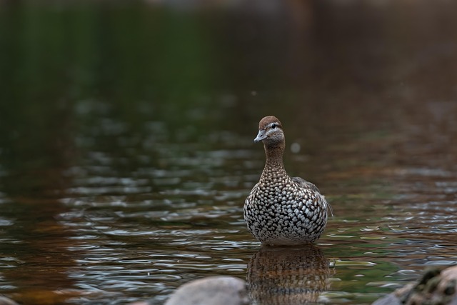 Australian sports betting tips and strategies