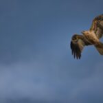 Unleash Your Sports Betting Potential: Aussie Beginner’s Guide