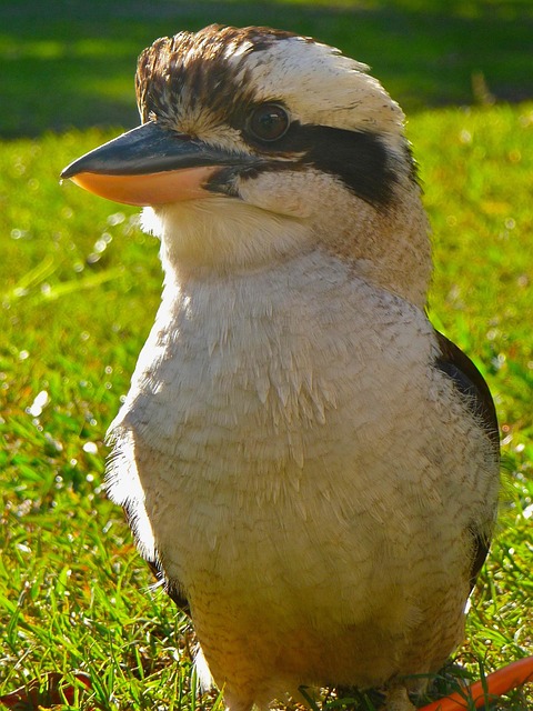 Best Aussie betting apps