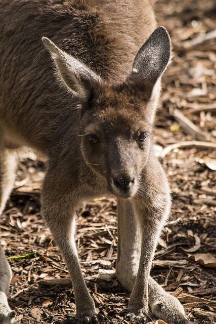 Best Aussie betting apps