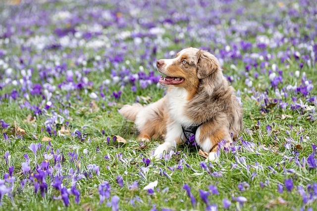 Best Aussie betting apps