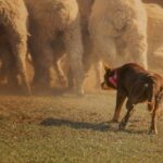 Uncover Top Aussie Casino Bonuses: Welcome Rewards Unveiled