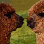 Unleash Rewards: Best Australian Casino Welcome Bonuses Guide