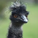 Uncover Australia’s Best Casino Welcome Bonuses Guide