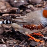 Unleash Rewards: Best Australian Sports Betting Promotions Guide