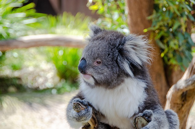 Best bonus offers for Australians