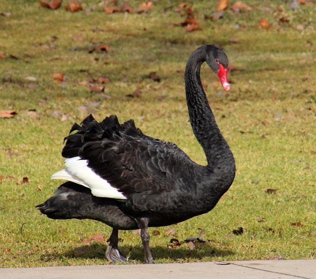 Best bonus offers for Australians