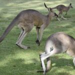 Unleash Australia’s Top Sports Betting Bonuses 2024