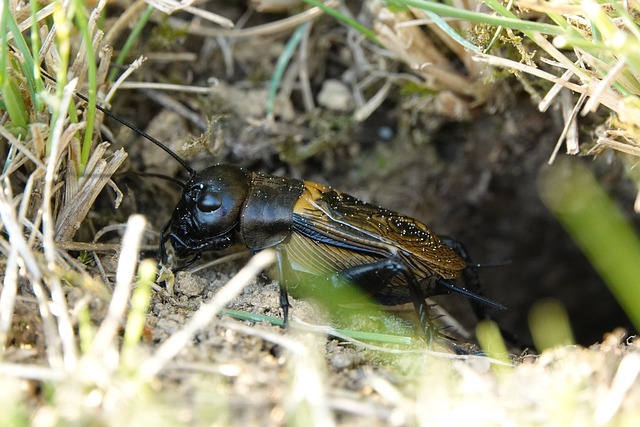 Best cricket betting odds Australia