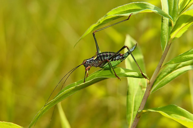 Best cricket betting sites Australia