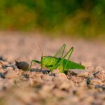 Unveiling Australia’s Top Cricket Betting Sites Guide