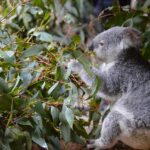 Unleash Profits: Best Cricket Betting Sites for Aussies Guide