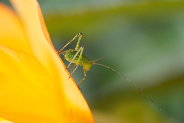 Best cricket betting sites Australia