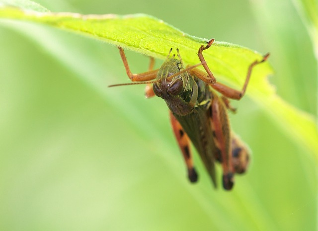 Best cricket betting sites Australia