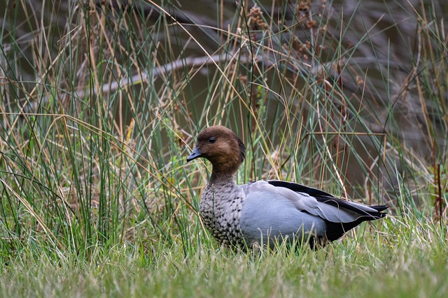 Best eSports betting sites for Australians