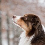 Uncovering Top eSports Betting Sites for Aussies