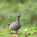 Maximize Rewards: Best Australian eSports Betting Sites Unveiled