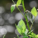 Unleash Live Betting Rewards: No Deposit Bonuses for Aussies