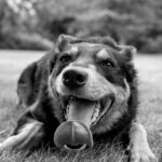 Unleash Australian Live Betting: Top Options and Strategies