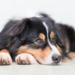 Unveiling Australia’s Top Casino Loyalty Rewards for Loyal Players