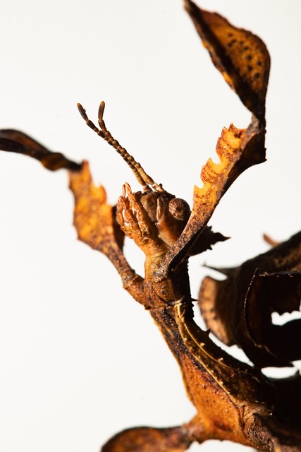 Best mobile sports betting promotions Australia