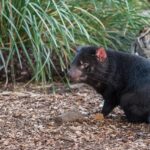 Maximizing Wins: Best Odds for Australian Football Betting