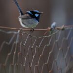 Unleash Australian Sports Betting Wins with Low Minimum Bets