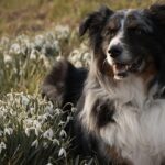 Uncover Top Odds: Best Bookies for Australian Sports Bettors