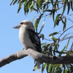 Uncover Top Apps for Australian Sports Betting Odds