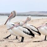 Unlocking Profits: Best Odds for Australian Sports Bettors’ Success