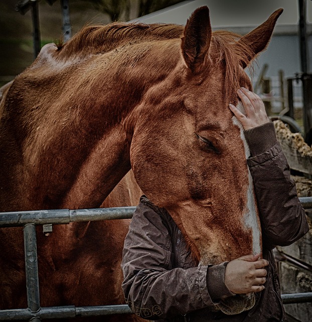 Best odds for horse racing betting Australia