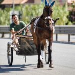 Uncover Australia’s Top Horse Racing Betting Odds & Platforms