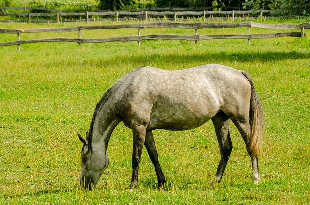 Best odds for horse racing betting Australia