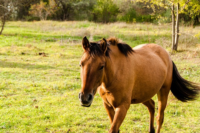 Best odds for horse racing betting Australia