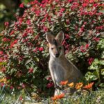 Uncover Australia’s Top Soccer Betting Odds