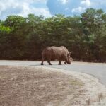 Securing Top Odds: Australia’s Real-Time Sports Betting Guide