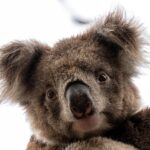 Unleash Australia’s Top Mobile Sports Betting Apps Today