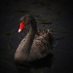 Unveiling Top Online Casinos for Australian Gamblers’ Safety & Fun