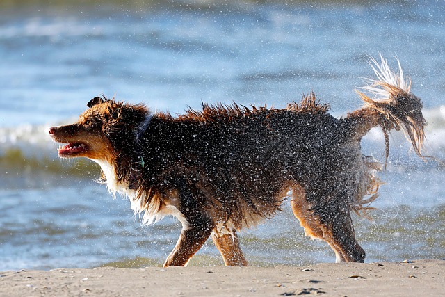 Best payment options for Aussie sports bettors