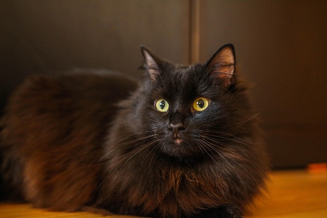 Best pokies for Aussies