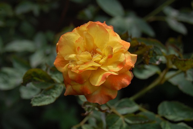 Best pokies for Aussies