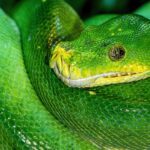 Secure Rugby Betting: Top Sites & Safe Payment Methods in Australia