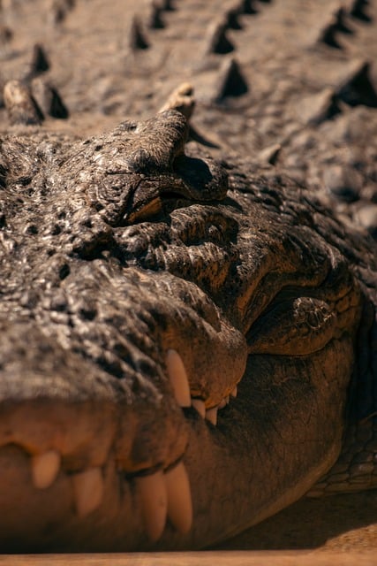 Best rugby betting sites in Australia