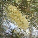 Top Cricket Betting Apps for Aussies in 2024