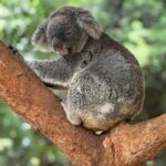 Unleash Profits: Best Sports Betting Promotions in Australia