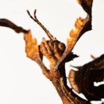 Unleash Wins: Best Australian Sports Betting Deals Unveiled