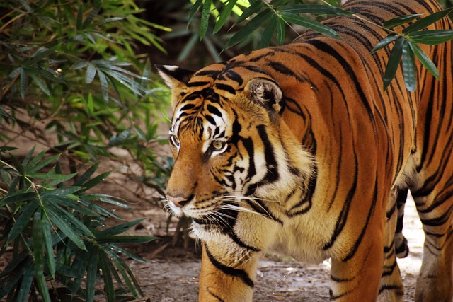 Best sports betting sites Australia 2024