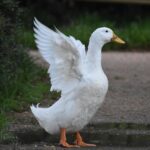 Unveiling Top Cricket Betting Sites Australia 2024